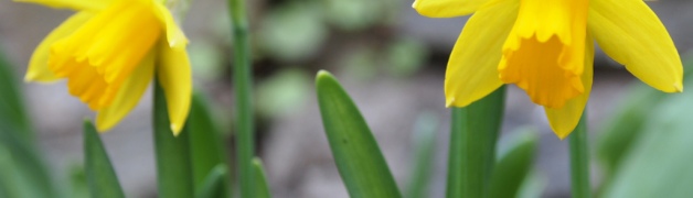 Welsh Daffodils